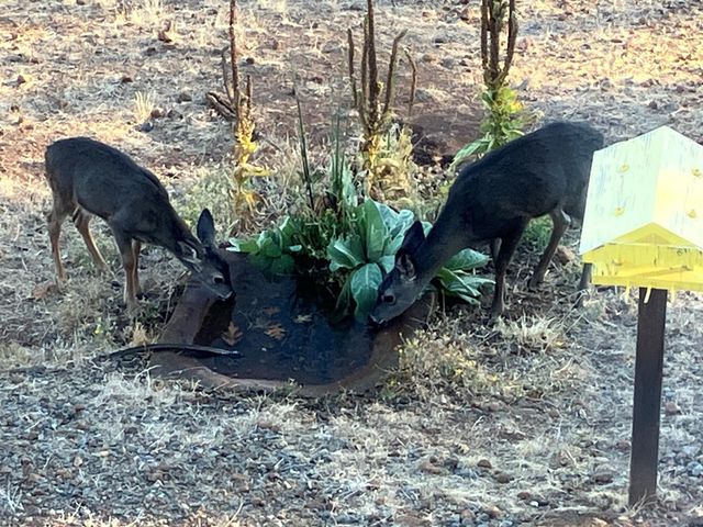 6360 Wilson Hill Road, Shingletown, CA 96088