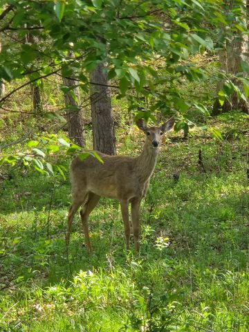 86 Old Wildwood Road, Mahtomedi, MN 55115