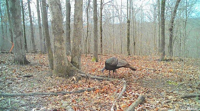 10331 Hopkins Road, Potosi, MO 63664