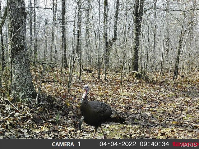 10331 Hopkins Road, Potosi, MO 63664