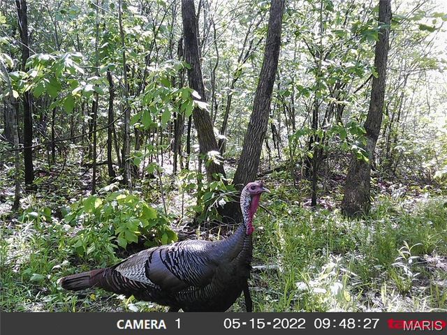 10331 Hopkins Road, Potosi, MO 63664