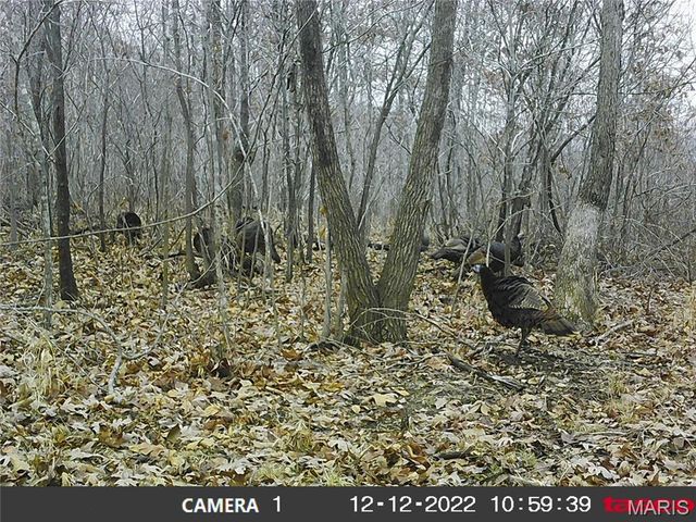 10331 Hopkins Road, Potosi, MO 63664