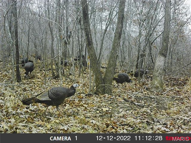 10331 Hopkins Road, Potosi, MO 63664