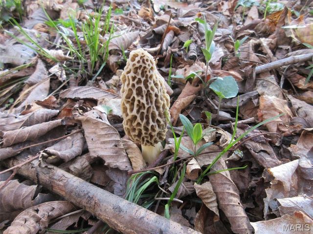 10331 Hopkins Road, Potosi, MO 63664