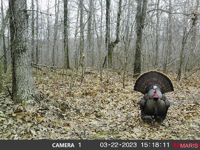 10331 Hopkins Road, Potosi, MO 63664