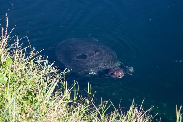 208 HEMINGWAY DRIVE, Oldsmar, FL 34677