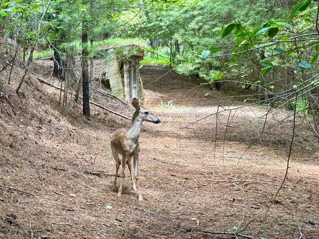 4782 Squirrel Hunting Road, Morganton, GA 30560