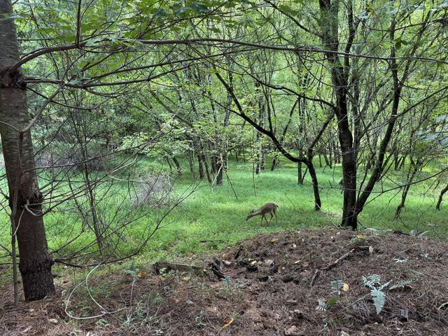 4782 Squirrel Hunting Road, Morganton, GA 30560
