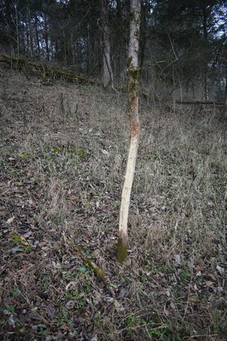 256 Maggart Rd, Elmwood, TN 38560