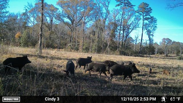 21393 CR 116, Tyler, TX 75703