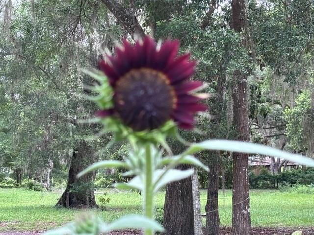 3551 NW 60TH AVENUE, Chiefland, FL 32626