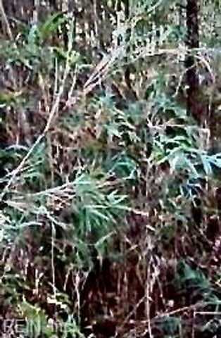 Lot 5 Elm St, Suffolk, VA 23432