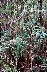 Lot 5 Elm St, Suffolk, VA 23432