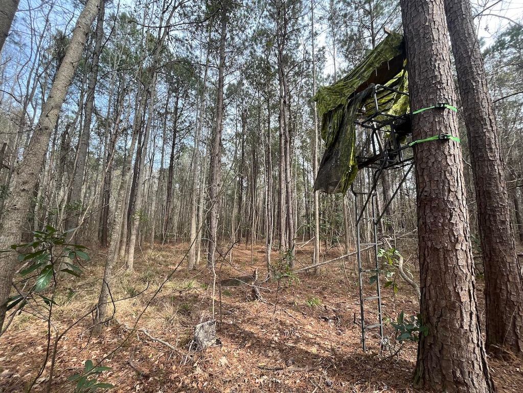 01 Bee Drive, Walterboro, SC 29488