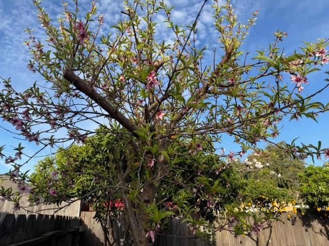 2313 San Rafael Ave, Modesto, CA 95355