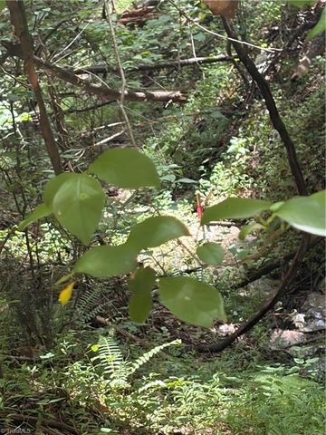 TBD Old Nc Highway 16, Millers Creek, NC 28651