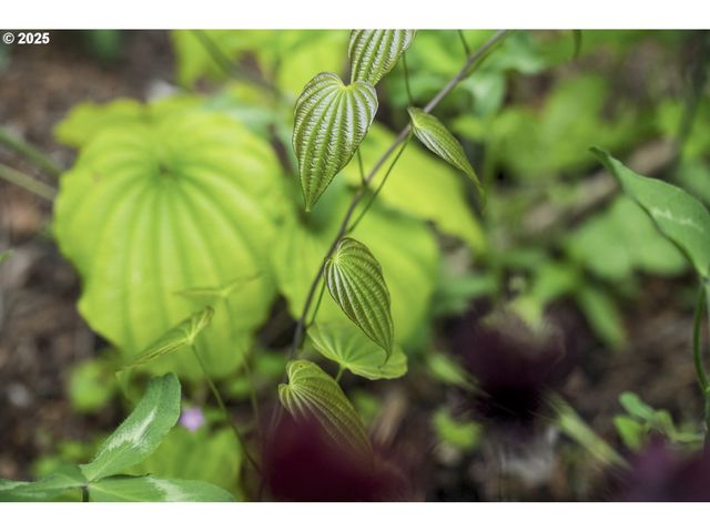 10623 Ne FOX FARM Rd, Dundee, OR 97115