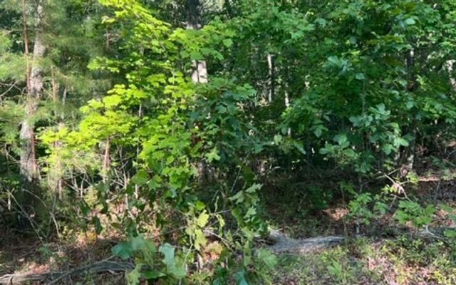 LT 32 Buck Creek Road, Ellijay, GA 30540