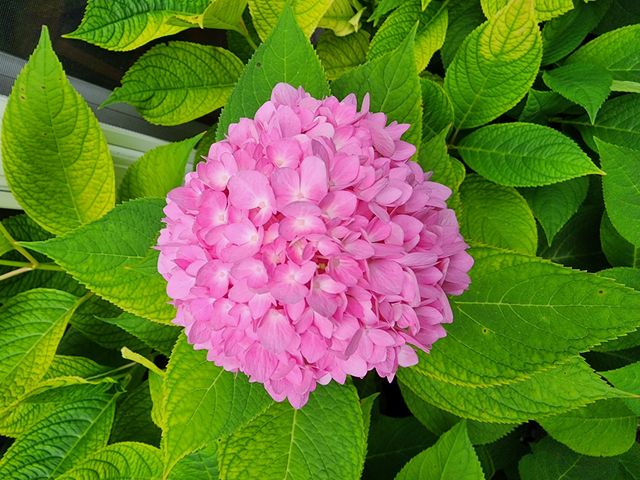 2112 Scenic Hills Drive, Leoni Twp, MI 49201