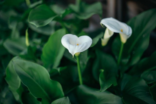 3900 W Allen Court, Visalia, CA 93291