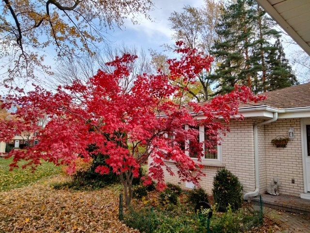 209 Herbert Street, Downers Grove, IL 60515