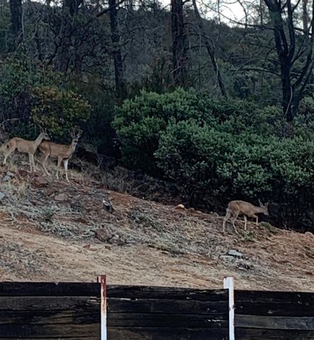 2352 Sanford Ct, Rescue, CA 95672