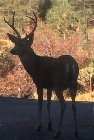 2352 Sanford Ct, Rescue, CA 95672