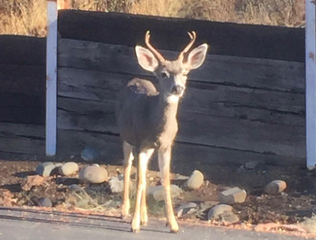 2352 Sanford Ct, Rescue, CA 95672