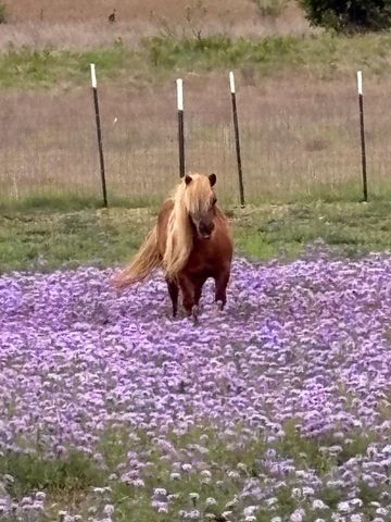 3083 HWY 138, Florence, TX 76527