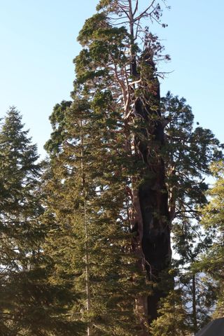 54622 Manzanita Drive, Sequoia Crest, CA 93265