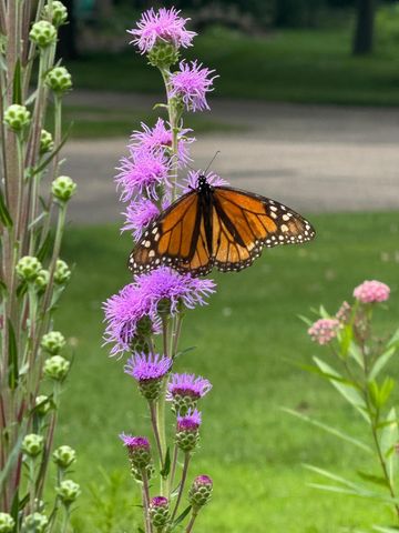 16030 9th Avenue N, Plymouth, MN 55447