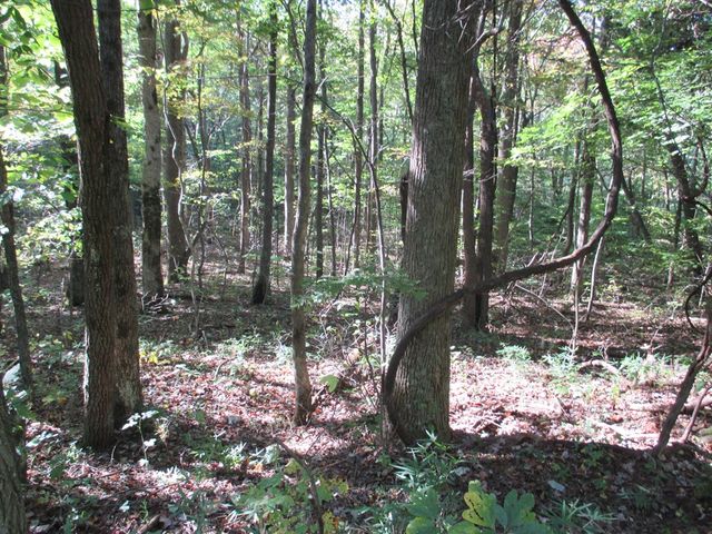 00 Lower Sassafras Parkway, Jasper, GA 30143