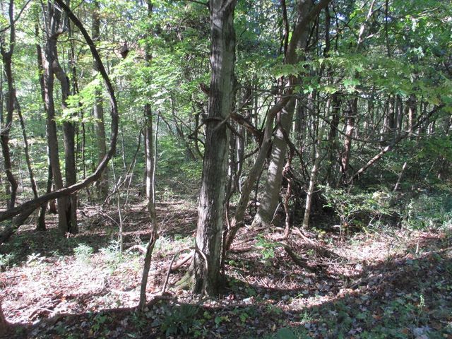 00 Lower Sassafras Parkway, Jasper, GA 30143