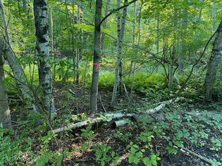 Allegheny Trail, Evart, MI 49631