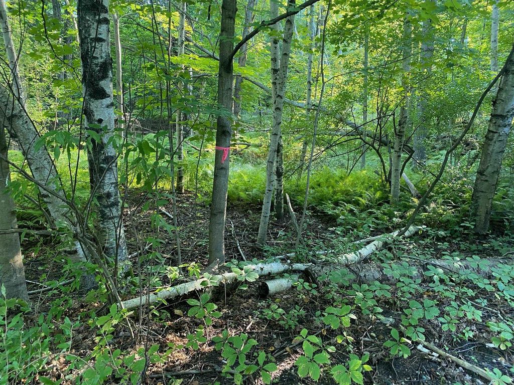 Allegheny Trail, Evart, MI 49631