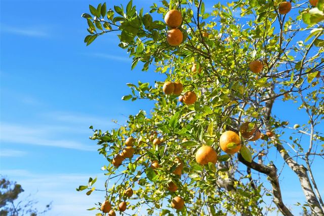 8840 AVA LAKE DRIVE, Orlando, FL 32810