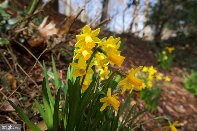 7204 REGENT DR, Alexandria, VA 22307