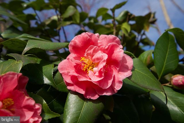 7204 REGENT DR, Alexandria, VA 22307