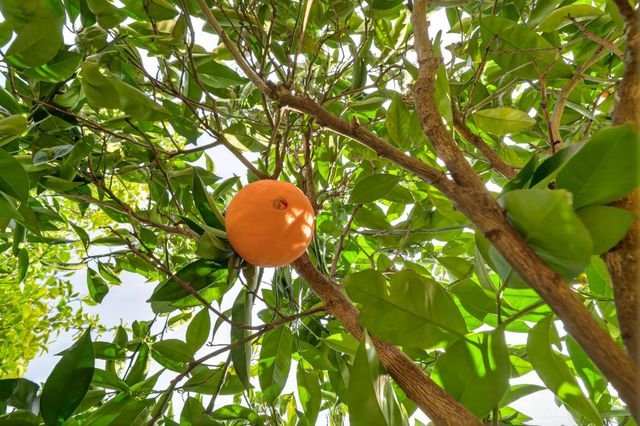 7958 Dana Butte Way, Citrus Heights, CA 95610