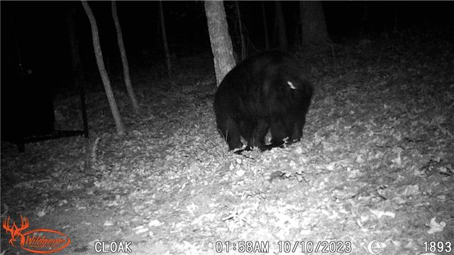 TBD Madison 2700, Kingston, AR 72742