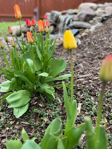 14837 Crestview Avenue W, Rosemount, MN 55068