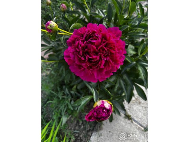 7624 Gray Way, Arvada, CO 80003