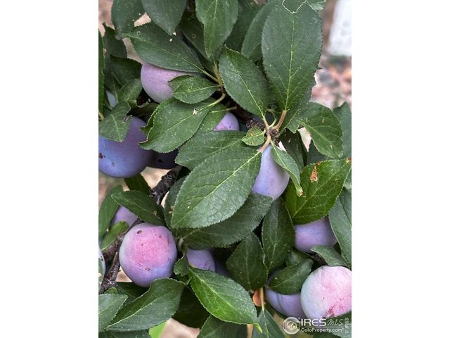 7624 Gray Way, Arvada, CO 80003