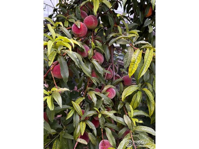 7624 Gray Way, Arvada, CO 80003