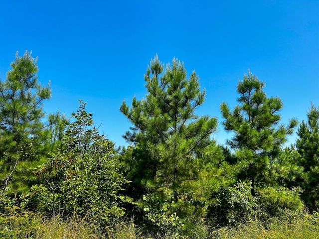 010 Carters Ferry Road, Milam, TX 75959