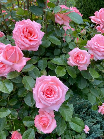 521 Seclusion Loop, Grants Pass, OR 97526