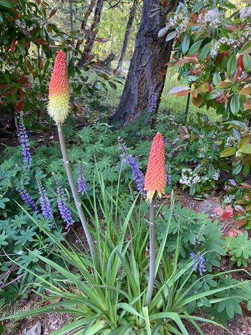 521 Seclusion Loop, Grants Pass, OR 97526