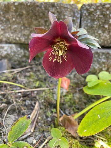 521 Seclusion Loop, Grants Pass, OR 97526