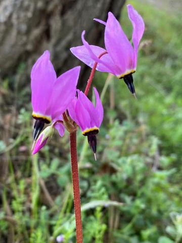 521 Seclusion Loop, Grants Pass, OR 97526