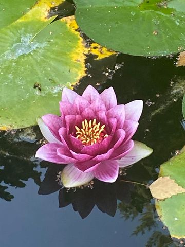 521 Seclusion Loop, Grants Pass, OR 97526